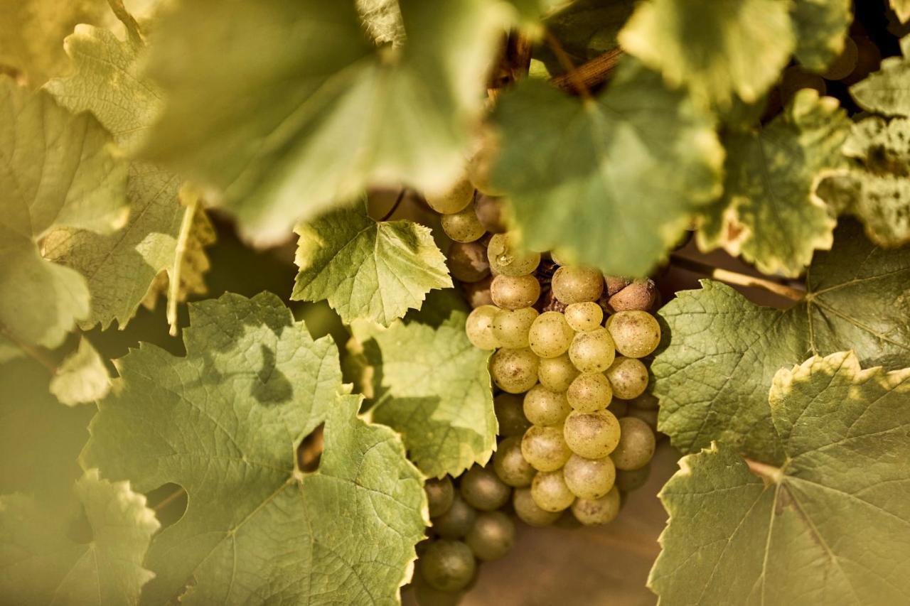 Como Le Montrachet Puligny-Montrachet Kültér fotó